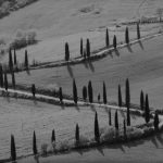 la-foce-cipressi