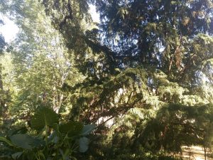 florence botanical garden